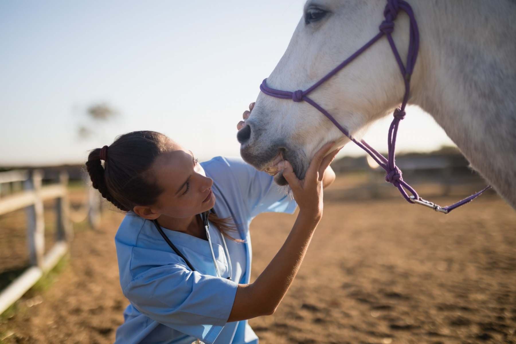 female vet touching horse mouth